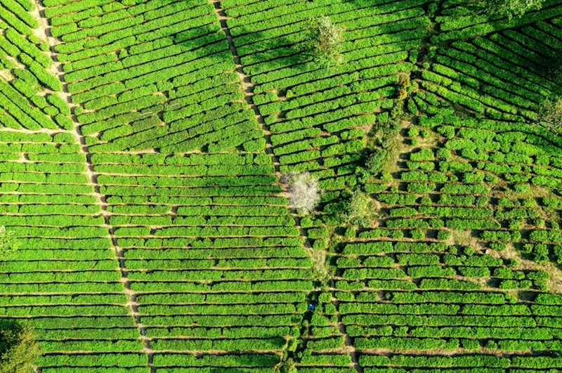 Tea fields for matcha